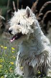 WESTIE 265